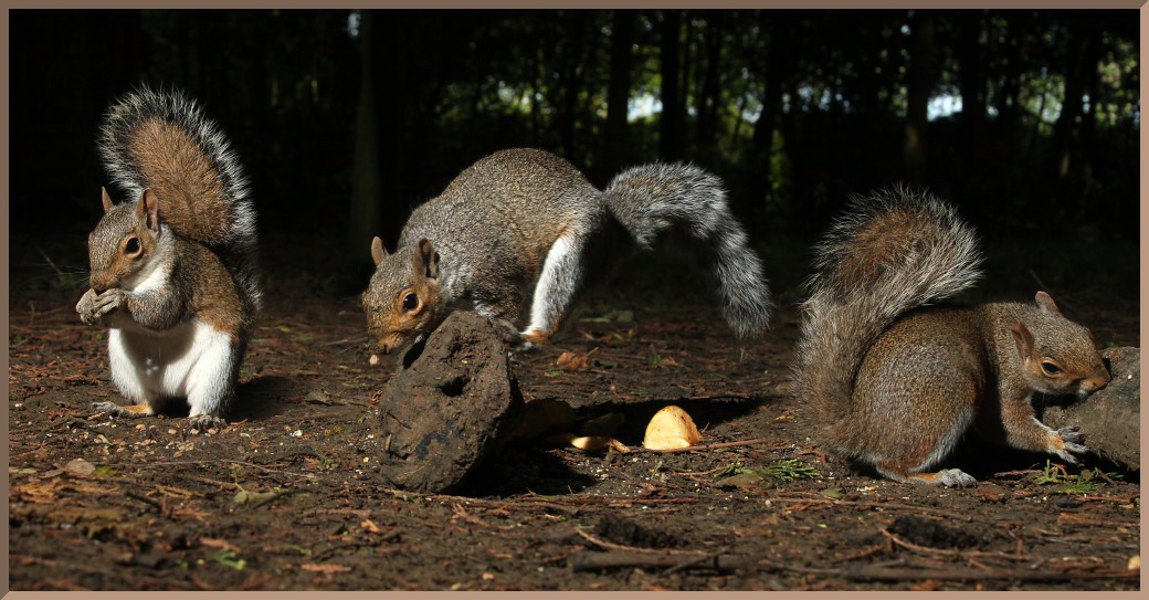 _images/squirrel.jpg
